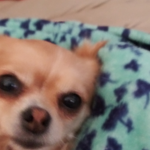 Meet your Posher, Suzanne - Picture 1 of 1